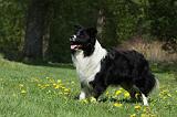 BORDER COLLIE 921